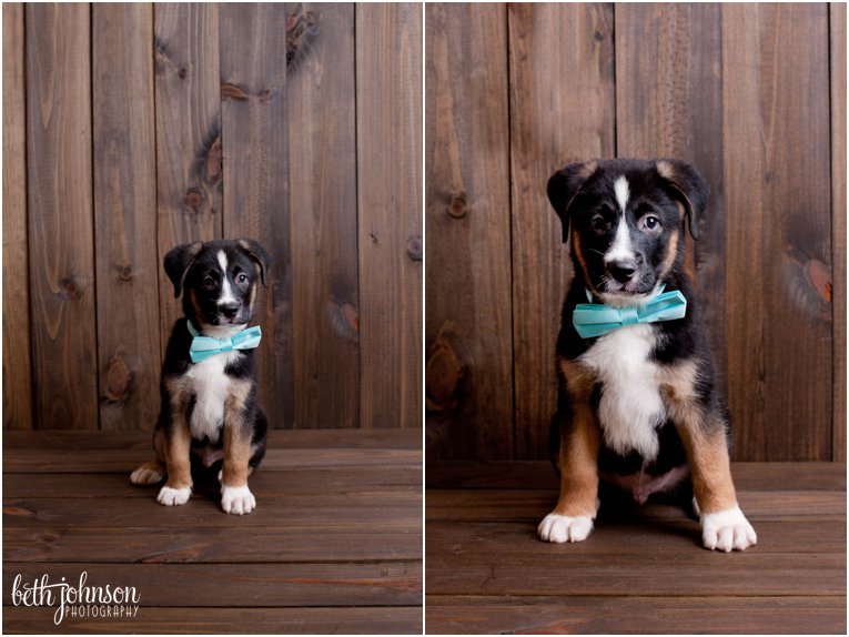 Bandit | Tallahassee, FL Pet Photography