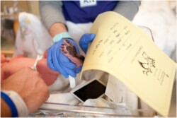baby getting first footprints taken